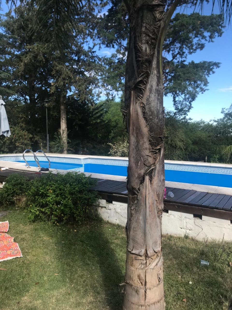 El Jacaranda 1 - Complejo *